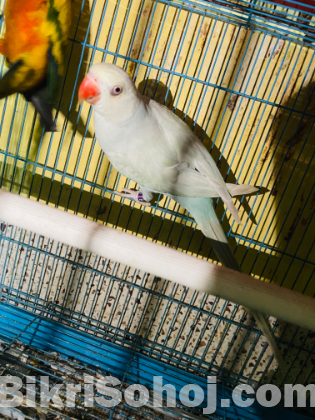 Ringneck Female